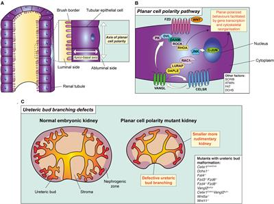 The Biological Significance and Implications of Planar Cell Polarity for Nephrology